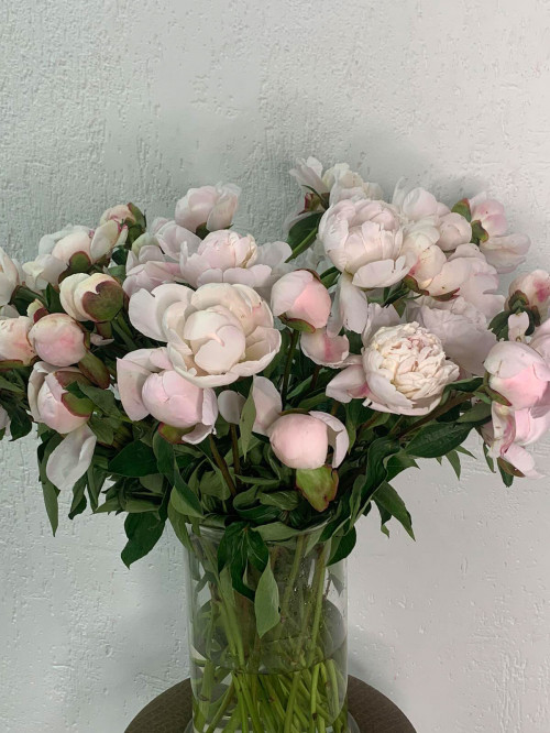 Цветы поштучно «Пионы бело-розовые»