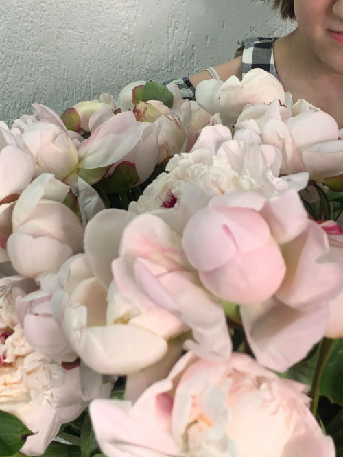 Цветы поштучно «Пионы бело-розовые»