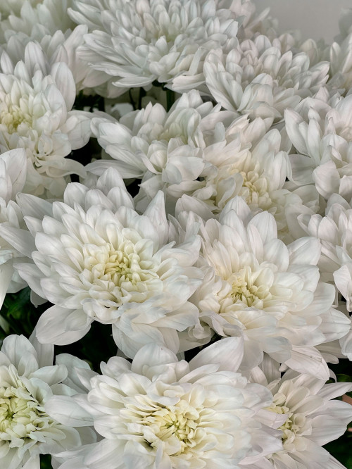 Цветы поштучно «Хризантема  кустовая белая»