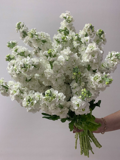 Цветы поштучно «Маттиола белая»