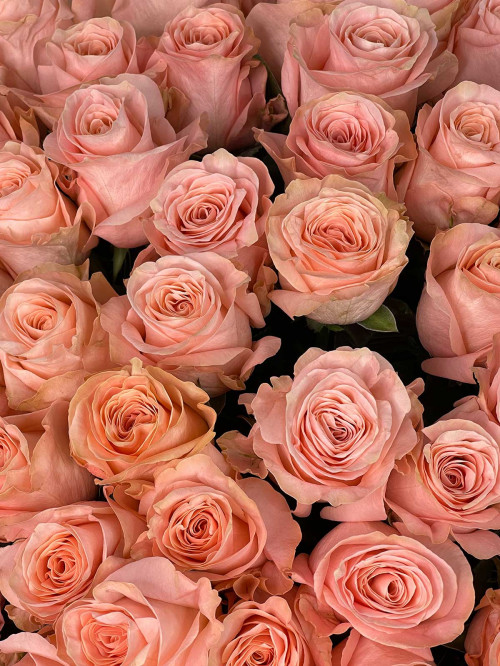 Букет «Джаз цветов» (51 роза)