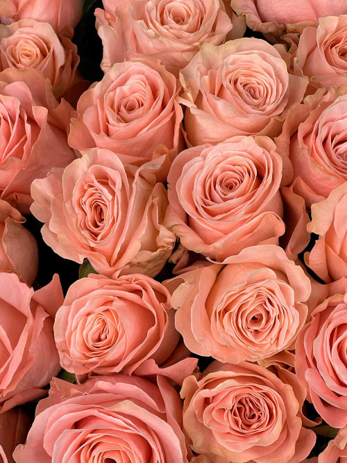 Цветы поштучно Роза Россия «Saidа»