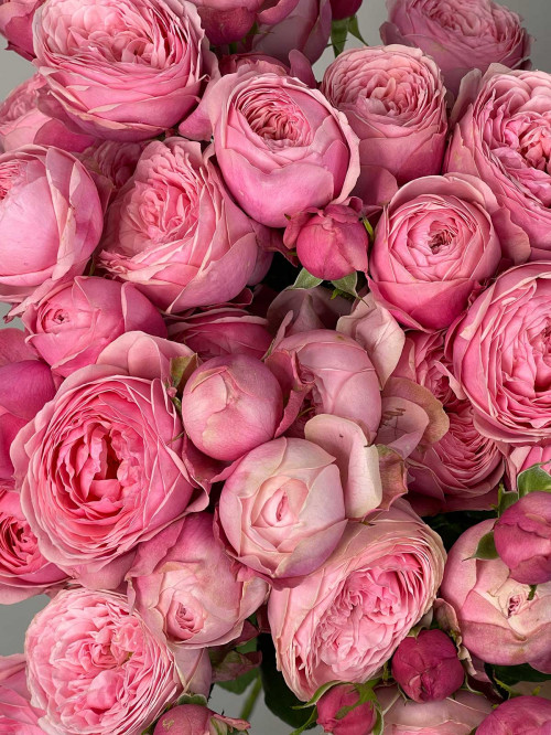 Цветы поштучно Роза Россия кустовая пионовидная «Silva Pink»