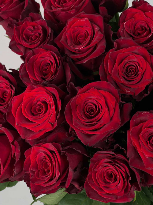 Цветы поштучно Роза Эквадор «Explorer» (100 см)