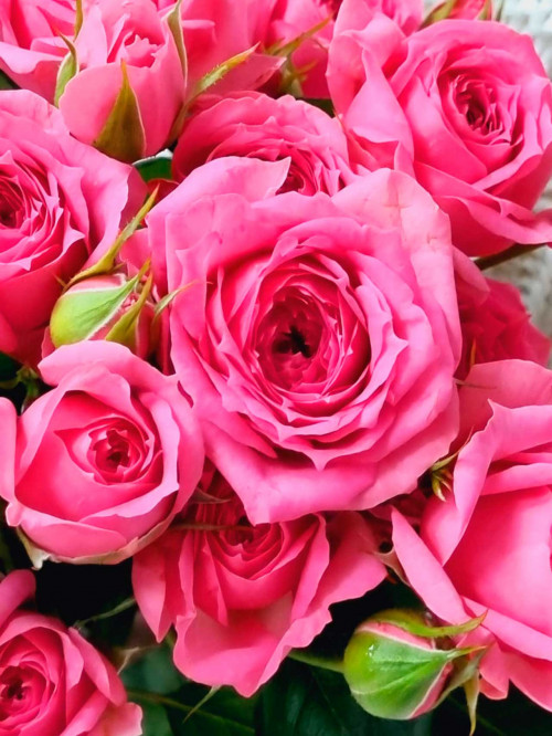 Цветы поштучно: Роза кустовая «Pink Dimension»