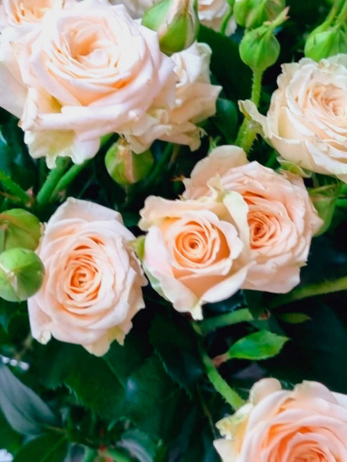 Цветы поштучно: Роза кустовая «Tanja»