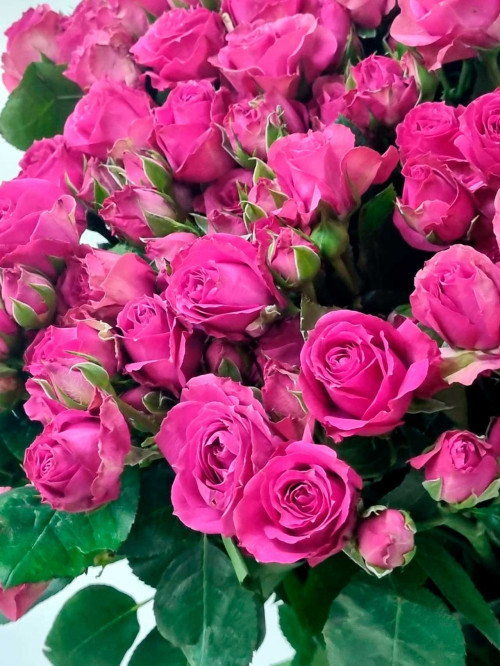 Цветы поштучно «Роза кустовая Purple lrishka»