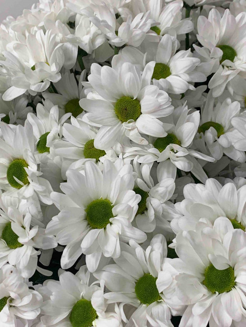 Хризантема кустовая белая «Бакарди»