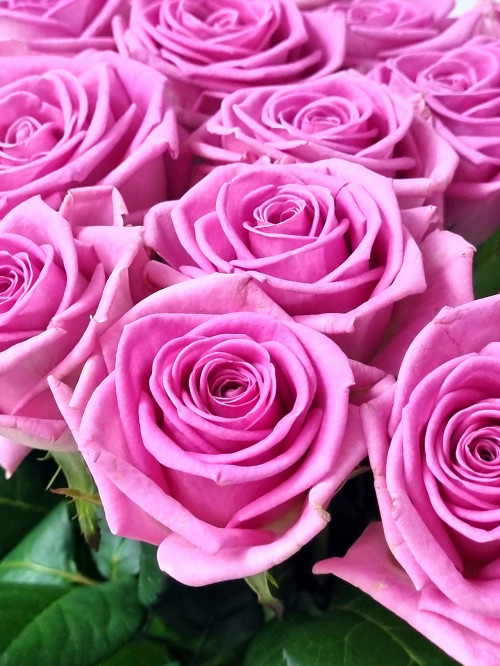 Цветы поштучно: Aqua Pink