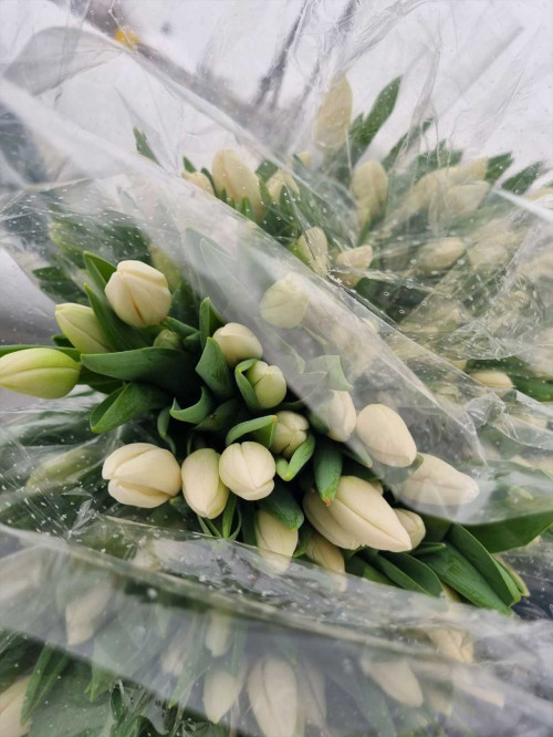 Букет «Тюльпаны белые 25 шт. в упаковке»