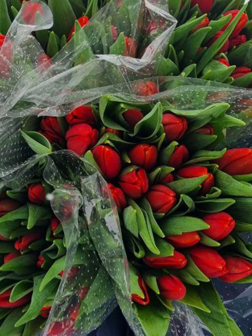 Букет «Тюльпаны красные 25 шт. в упаковке»