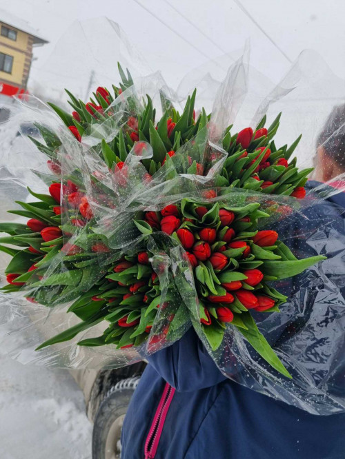 Букет «Тюльпаны красные 25 шт. в упаковке»