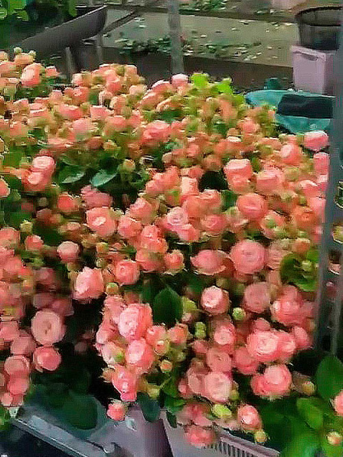 Оптовая продажа цветов в Тюмени
